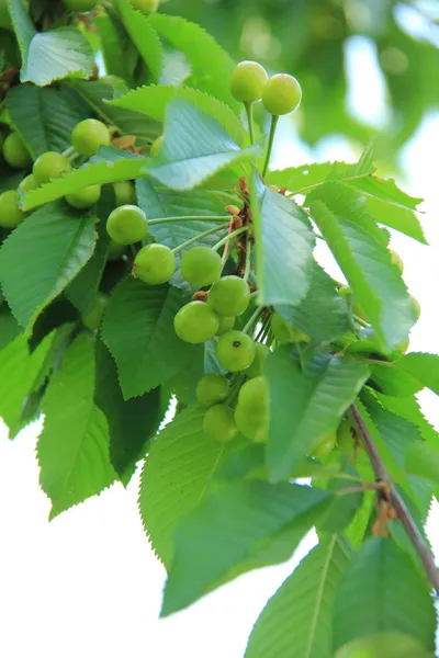 Green unripe berries on a tree in spring garden outdoors — Stock Photo, Image