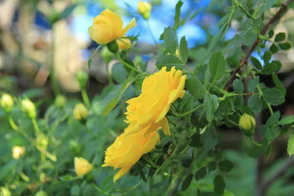Beautiful tea rose in the park — Stock Photo, Image