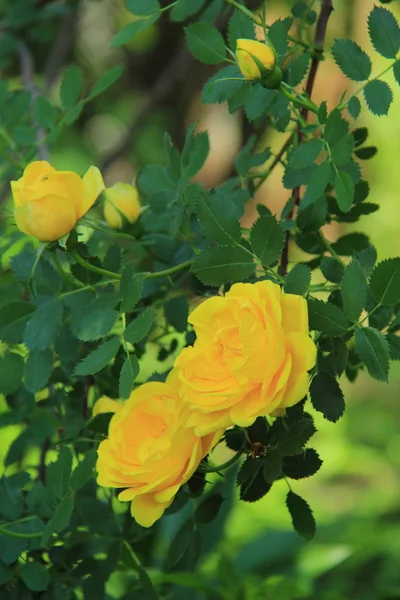 Fresh yellow roses in spring garden — Stock Photo, Image