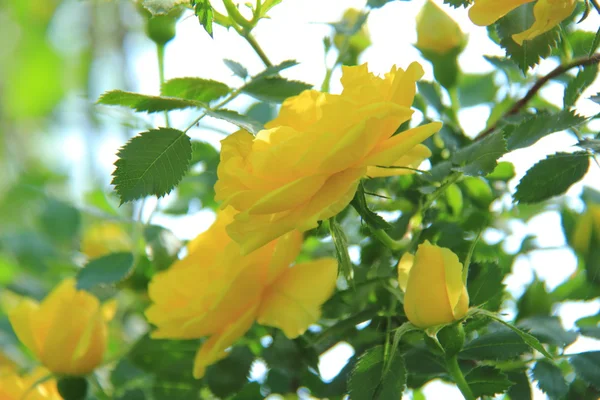 春の庭で新鮮な黄色いバラ — ストック写真