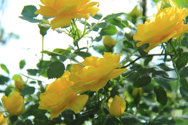 Beautiful tea rose in the park — Stock Photo, Image