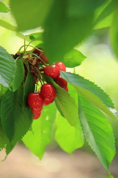 Вишня с незрелыми ягодами в весеннем саду — стоковое фото