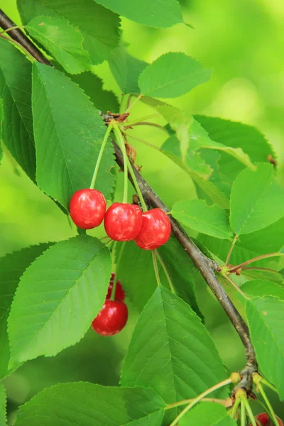 Cherry tree with unripe berries in the spring garden — Stock Photo, Image