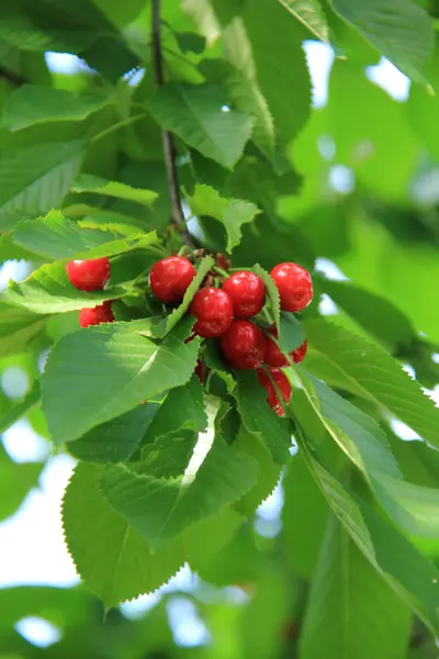 Třešňový strom s plody venku — Stock fotografie