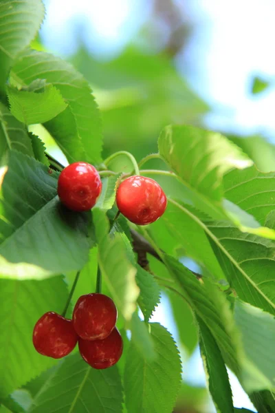 Вишня с ягодами на открытом воздухе — стоковое фото