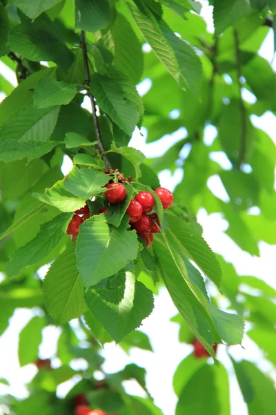 Wiśniowe drzewo z jagody na zewnątrz — Zdjęcie stockowe