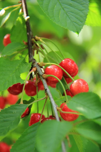 Cherry tree with berries outdoors — Stock Photo, Image