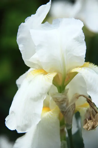 Beautiful white irises in spring garden — Stock Photo, Image