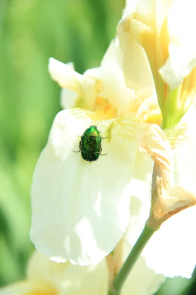 Escarabajo verde se sienta en un iris blanco en el jardín — Foto de Stock