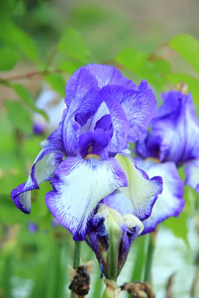 Nahaufnahme frischer Iris im Garten — Stockfoto