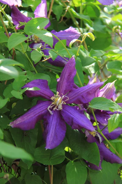 Violet forest flower — Stock Photo, Image