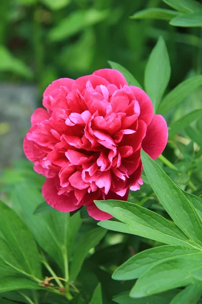 Рожева квітка півонії в саду — стокове фото