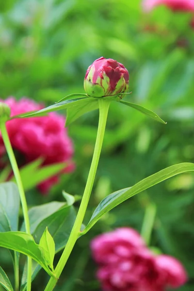 Beau jardin de pivoines rouges — Photo