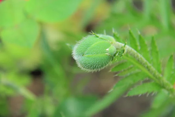 Close up of a peony plant with flower buds — Stock Photo, Image