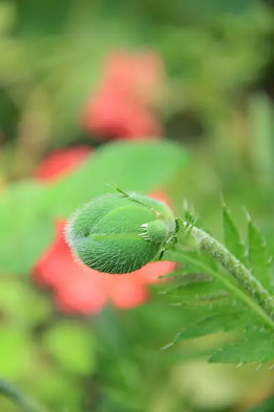 Close up of a peony plant with flower buds — Stock Photo, Image