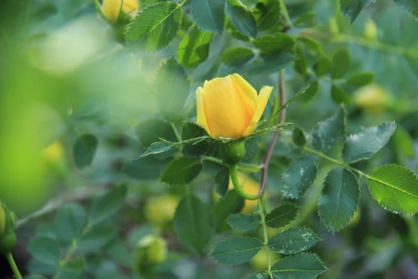 Frische gelbe Rosen im Frühlingsgarten — Stockfoto