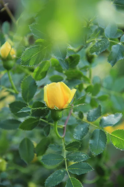 Mazzo di belle rose gialle - fiori e piante — Foto Stock