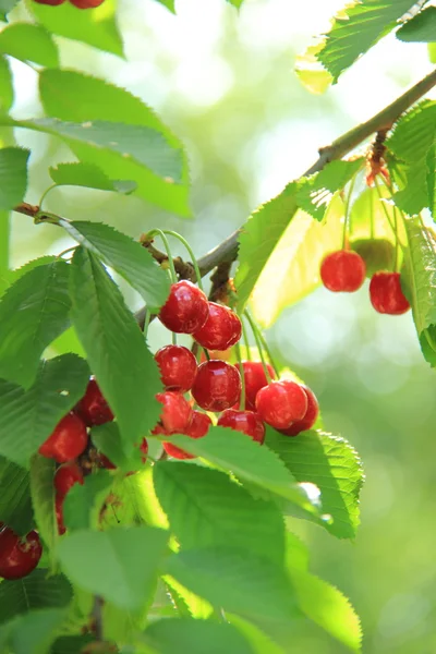 Cerises fraîches de baies accrochées à un arbre dans le jardin d'été — Photo