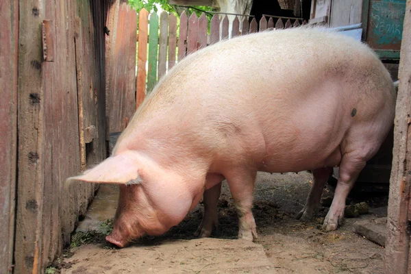 Sidovy av en gris på en gård — Stockfoto