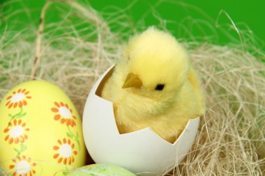 sepet ve renkli yumurta ve tavuk Paskalya Tema için yeşil bir arka plan üzerinde