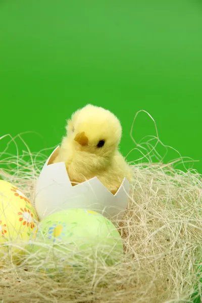 Petit panier de Pâques avec œufs et poulet sur fond vert — Photo