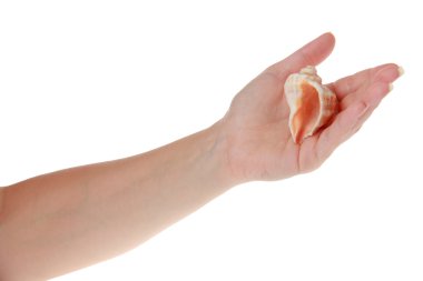 Seashell onun elinde