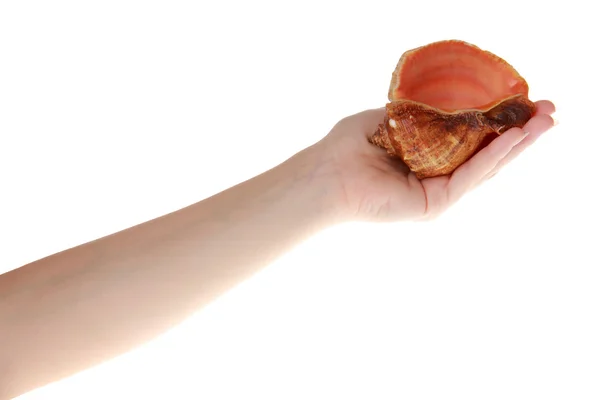 Seashell in her hand — Stock Photo, Image