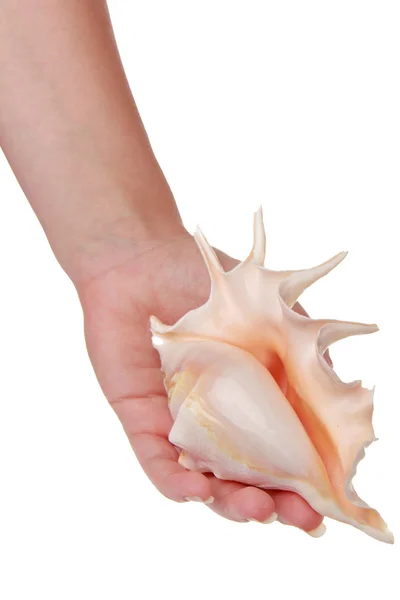 Large sea shell on a white background — Stock Photo, Image