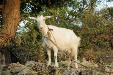 bir çayır sıyrılmak keçi