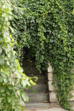 duvar süs bitkileri