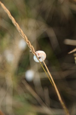 Buğday tarlası yakın plan