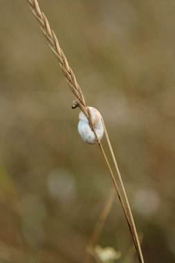 arkaplan olarak uzun kuru ot