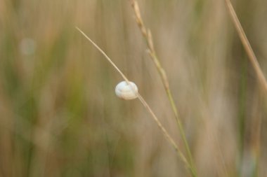 Buğday tarlası yakın plan