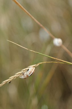 arka plan bulanık. soyut