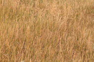 geniş buğday alanı