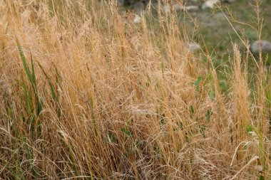 geniş buğday alanı