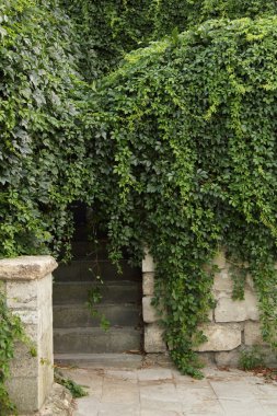 yeşil yaprakları duvar