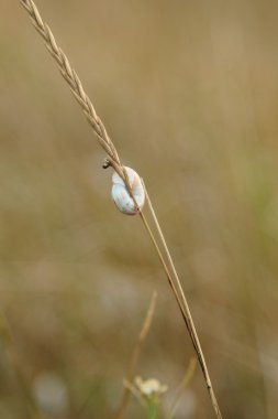 Kuru çim alan, bulanık arka planda arka plan