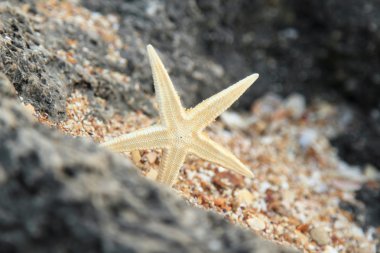 Deniz dekor tasarımı için