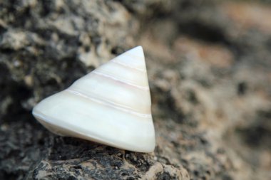 büyük bir kaya denizin içinde yatan egzotik deniz kabuğu