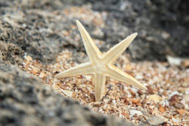 Deniz dekor tasarımı için