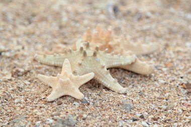 Sahilde üç farklı büyüklükteki deniz yıldızı