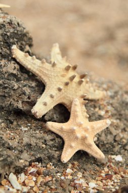 egzotik güzel deniz yıldızı denizin içinde büyük bir kaya üzerinde yalan