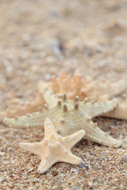 Sahilde üç farklı büyüklükteki deniz yıldızı