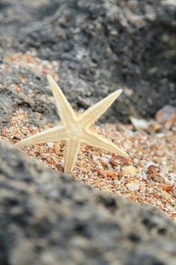 Sahilde, arka plan bulanık buzlu yalan büyük güzel deniz yıldızı