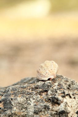 Deniz kabukları ve deniz kıyısı