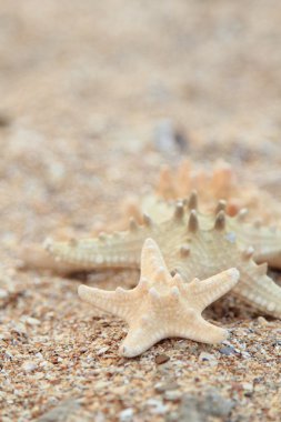 güzel deniz tasarım