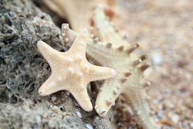 güzel deniz tasarım