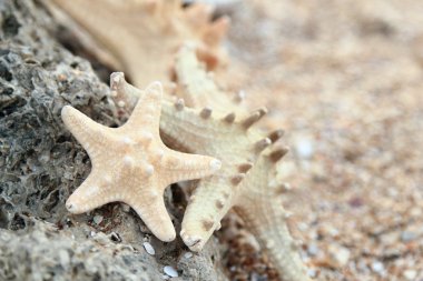 güzel deniz tasarım