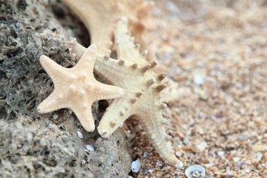 kum zemin üzerine yıldız balık